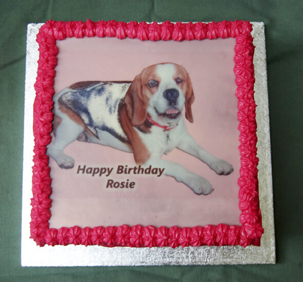 Beagle, Birthday, Cake, Dog, Dogs