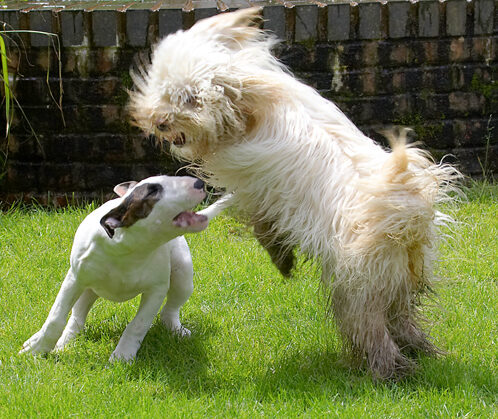 Dog, Dogs, English Bull Terrier, Friends, Mana, Play, Playing, Playtime, Run, Running, Rupert, Terriers, Tibetan Terrier