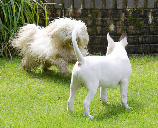 Dog, Dogs, English Bull Terrier, Friends, Mana, Play, Playing, Playtime, Run, Running, Rupert, Terriers, Tibetan Terrier