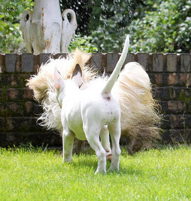 Dog, Dogs, English Bull Terrier, Friends, Mana, Play, Playing, Playtime, Run, Running, Rupert, Terriers, Tibetan Terrier