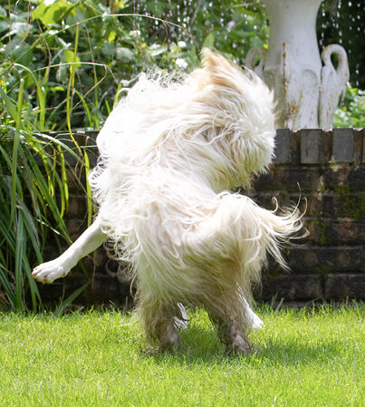 Dog, Dogs, English Bull Terrier, Friends, Mana, Play, Playing, Playtime, Run, Running, Rupert, Terriers, Tibetan Terrier