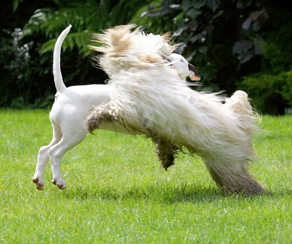 Dog, Dogs, English Bull Terrier, Friends, Mana, Play, Playing, Playtime, Run, Running, Rupert, Terriers, Tibetan Terrier
