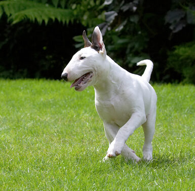 Dog, Dogs, English Bull Terrier, Mana, Play, Playing, Terriers, Tongue