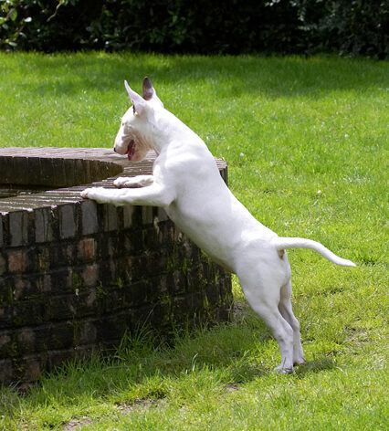 Dog, Dogs, English Bull Terrier, Fountain, Mana, Play, Playing, Playtime, Terriers