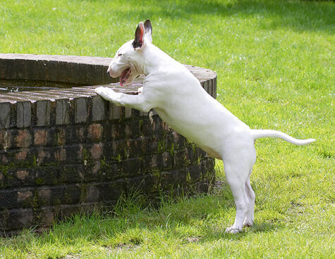 Dog, Dogs, English Bull Terrier, Fountain, Mana, Play, Playing, Playtime, Terriers