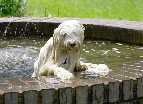 Dog, Dogs, Fountain, Play, Playing, Playtime, Rupert, Swimming, Terriers, Tibetan Terrier, Water