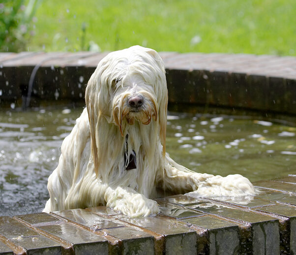 Dog, Dogs, Fountain, Play, Playing, Playtime, Rupert, Swimming, Terriers, Tibetan Terrier, Water