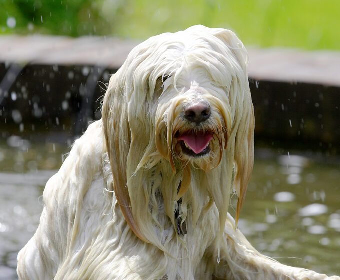Dog, Dogs, Fountain, Play, Playing, Playtime, Rupert, Swimming, Terriers, Tibetan Terrier, Tongue, Water