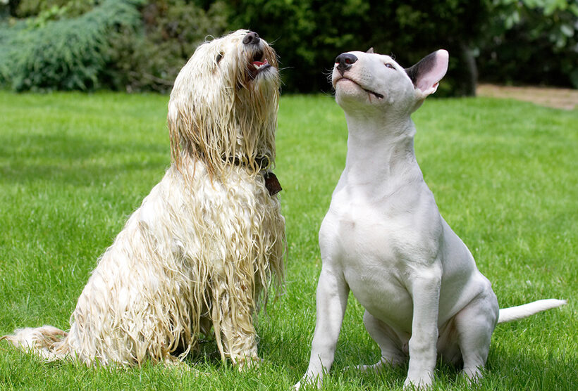 Dog, Dogs, English Bull Terrier, Friends, Mana, Play, Playing, Playtime, Rupert, Terriers, Tibetan Terrier