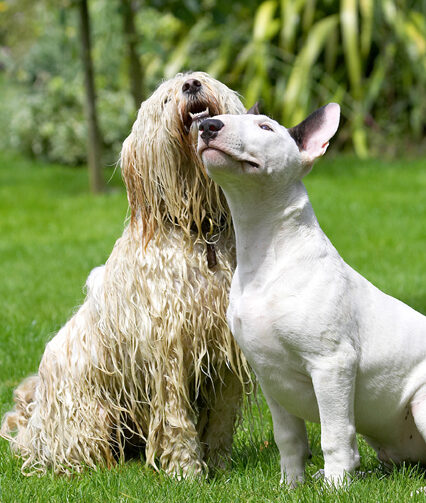 Dog, Dogs, English Bull Terrier, Friends, Mana, Play, Playing, Playtime, Rupert, Terriers, Tibetan Terrier