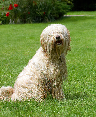 Dog, Dogs, Rupert, Sitting, Terriers, Tibetan Terrier