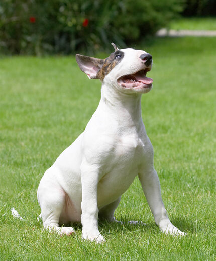 Dog, Dogs, English Bull Terrier, Mana, Sitting, Terriers, Tongue