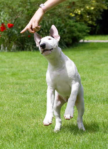 Dog, Dogs, English Bull Terrier, Mana, Terriers