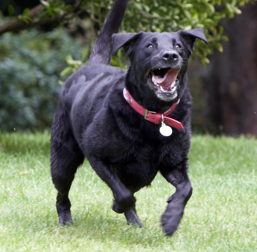 Animal, Animals, Canine, Canines, Dog, Dogs, Ffion, Labrador, Labradors, Land Mammal, Land Mammals, Play, Playing, Playtime, Run, running, Terrestrial Mammal, Terrestrial Mammals