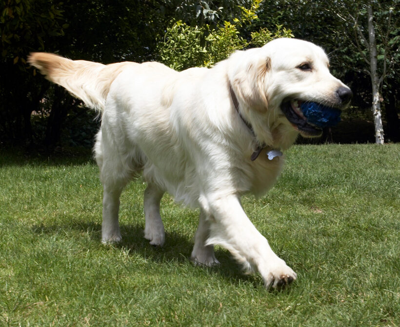 Animal, Animals, ball, Canine, Canines, Dog, Dogs, Golden Retriever, Hermes, Land Mammal, Land Mammals, Play, Playing, Playtime, Retrievers, Terrestrial Mammal, Terrestrial Mammals