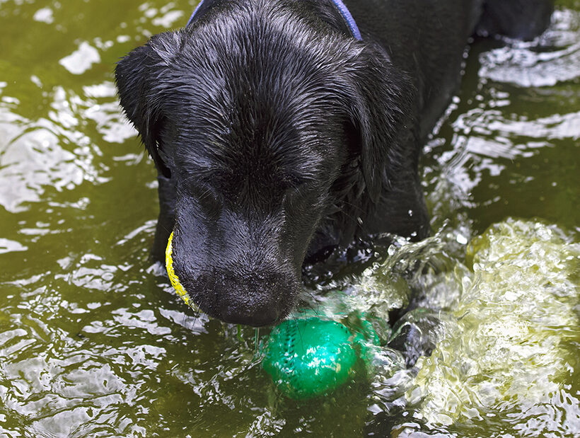 Buddy, Dog, Dogs, Labrador, Tongue