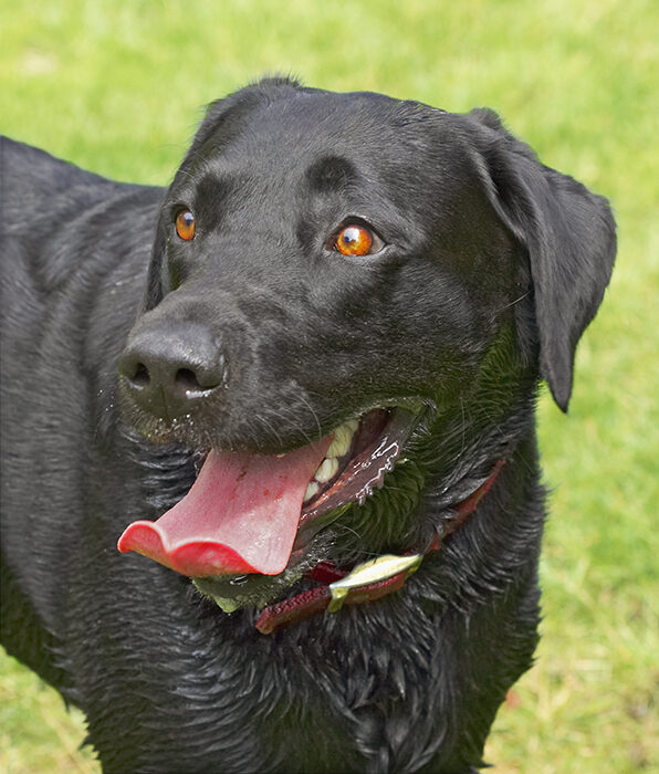 Dog, Dogs, Harvey, Labrador, Tongue