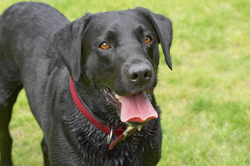 Dog, Dogs, Harvey, Labrador, Tongue