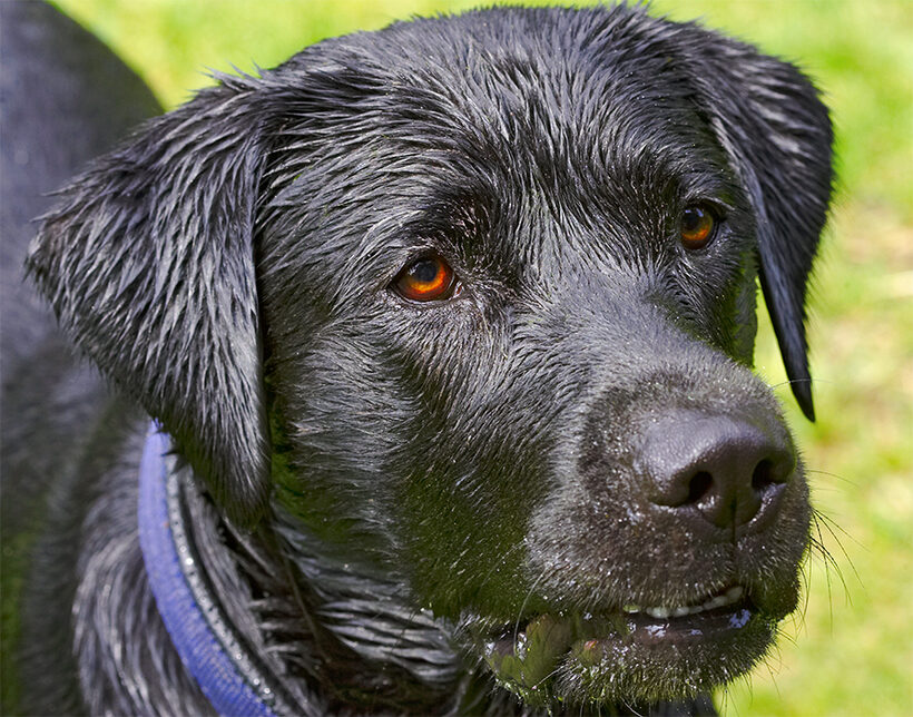 Buddy, Dog, Dogs, Labrador, Tongue