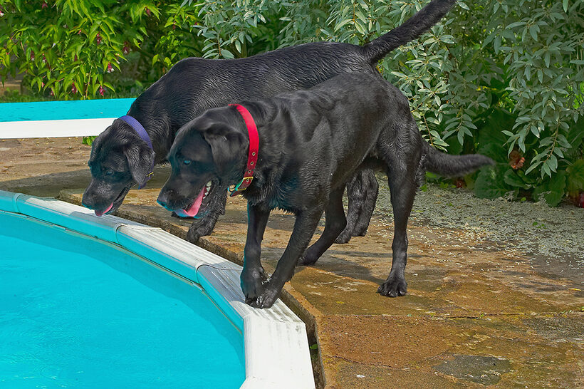 Buddy, Dog, Dogs, Harvey, Labrador, Tongue