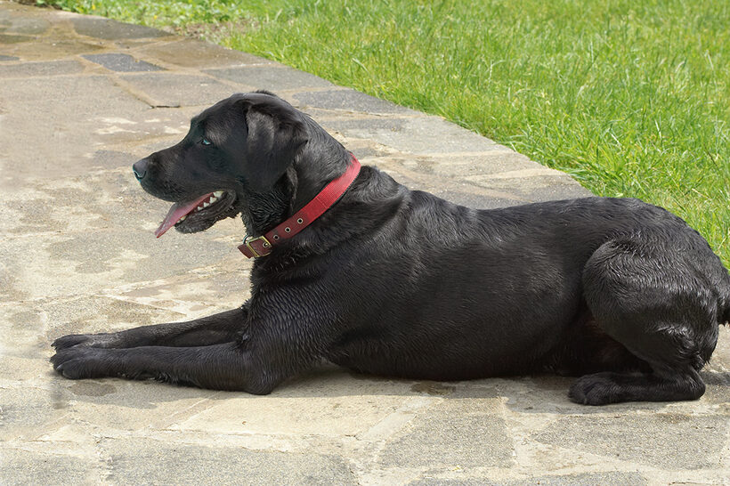 Dog, Dogs, Harvey, Labrador