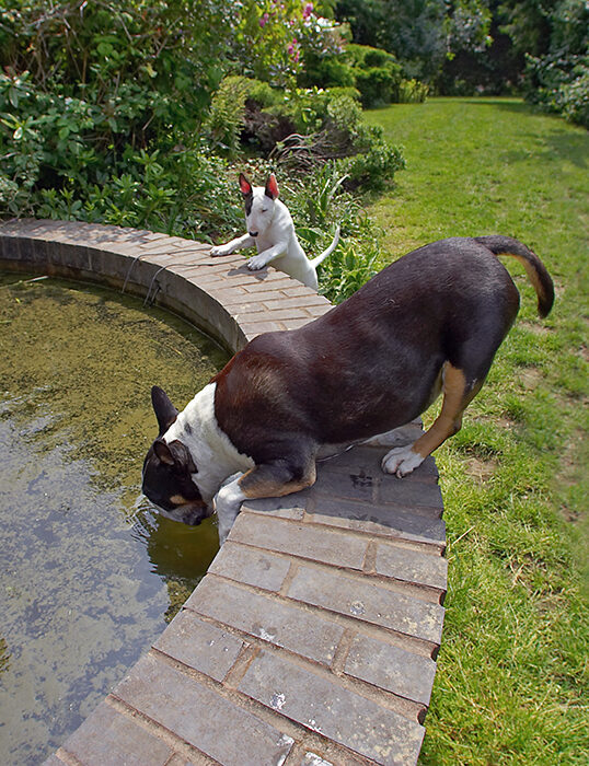 Dog, Dogs, English Bull Terrier, Mana, Tapa, Terriers