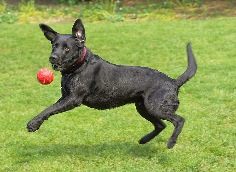 Dog, Dogs, Harvey, Labrador