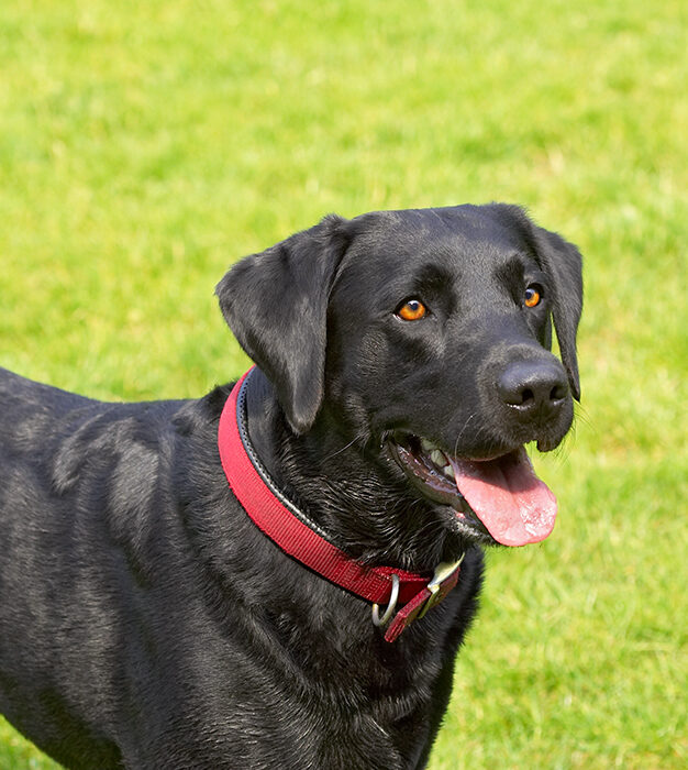 Dog, Dogs, Harvey, Labrador