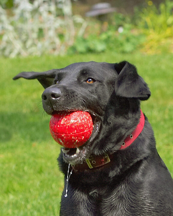 Dog, Dogs, Harvey, Labrador