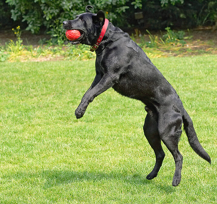 Dog, Dogs, Harvey, Labrador