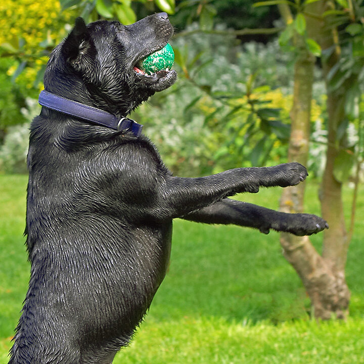 Buddy, Dog, Dogs, Labrador, Tongue