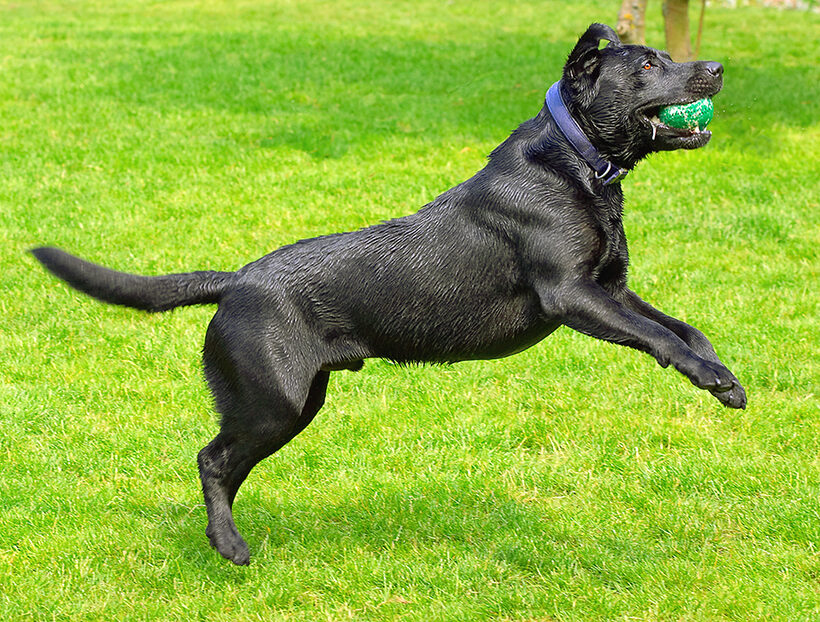Buddy, Dog, Dogs, Labrador, Tongue