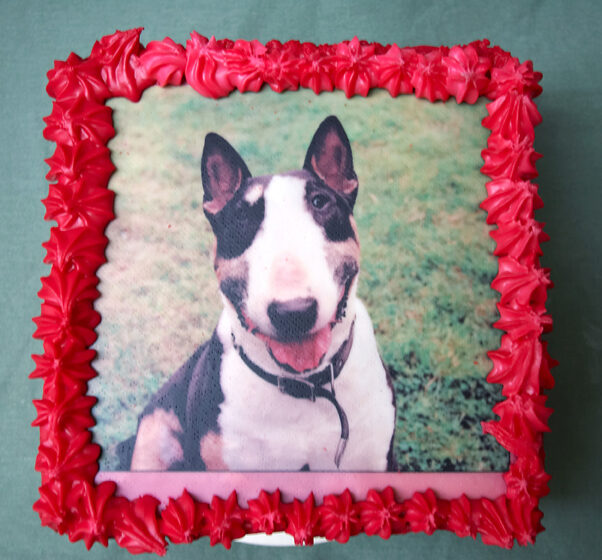 Birthday, Cake, Dog, Dogs, English bull terrier, Tapa, Terriers, Tongue