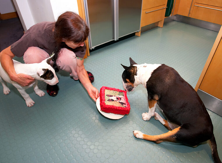 Birthday, Cake, Dog, Dogs, English bull terrier, Marjorie, Tapa, Terriers
