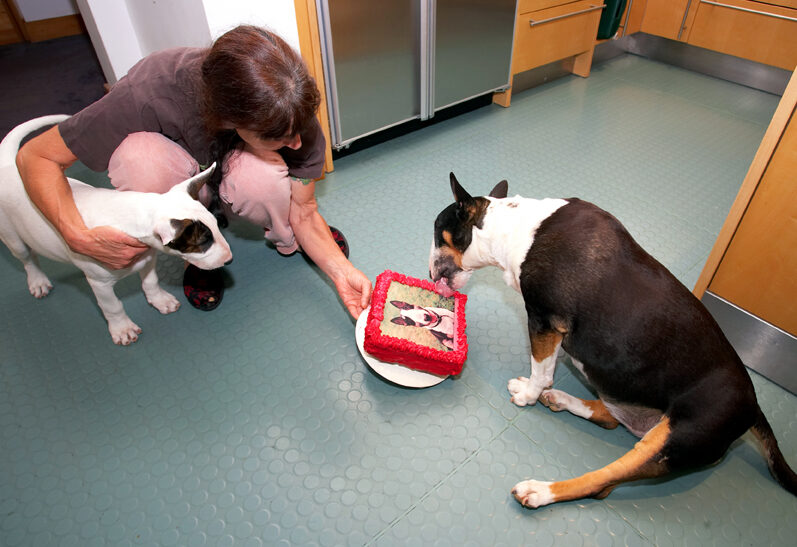 Birthday, Cake, Dog, Dogs, English bull terrier, Marjorie, Tapa, Terriers, Tongue