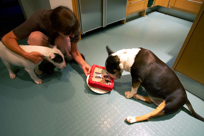 Birthday, Cake, Dog, Dogs, English bull terrier, Marjorie, Tapa, Terriers