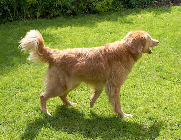 Dog, Dogs, Hovawart, Lisa
