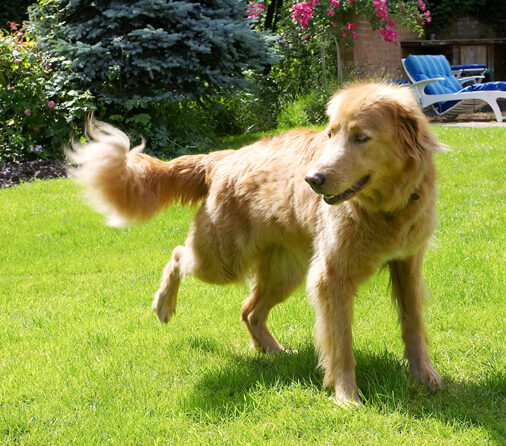 Dog, Dogs, Hovawart, Lisa