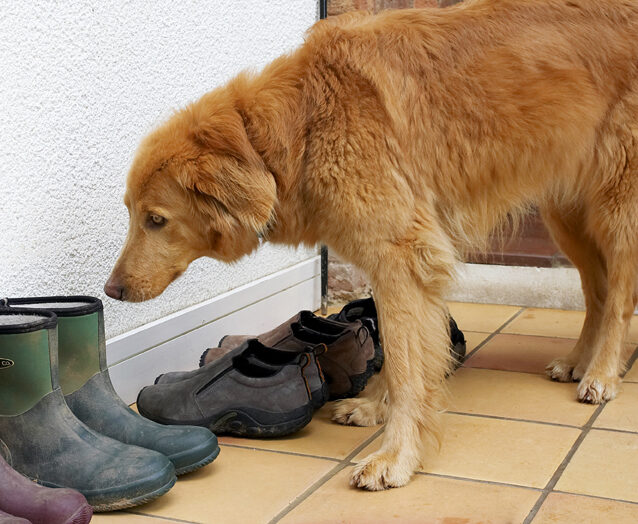 Dog, Dogs, Hovawart, Lisa