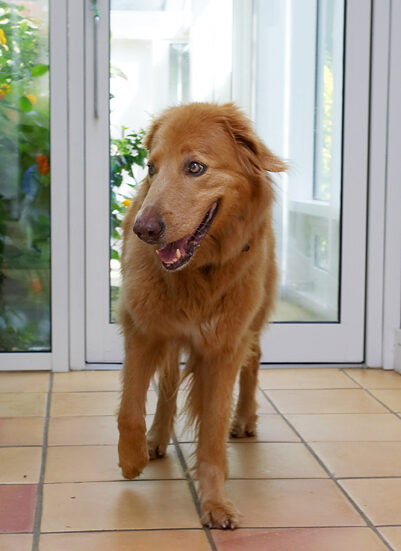 Dog, Dogs, Hovawart, Lisa