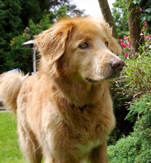 Dog, Dogs, Hovawart, Lisa