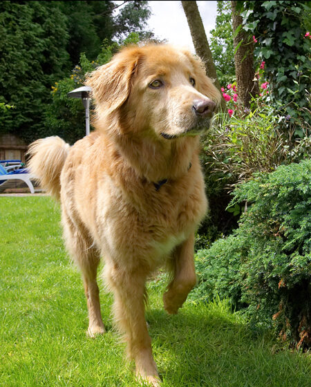 Dog, Dogs, Hovawart, Lisa
