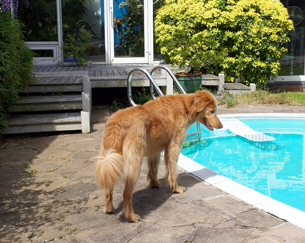 Dog, Dogs, Hovawart, Lisa, Pool, Swimming