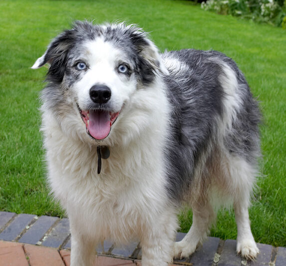 Border Collie, Collies, Dog, Dogs, Joseph, Tongue