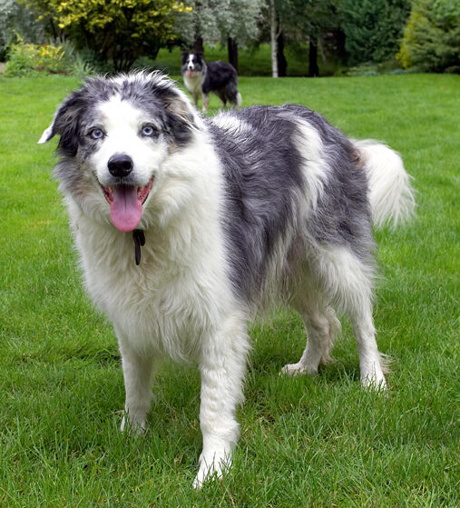 Border Collie, Collies, Dog, Dogs, Joseph, Tongue