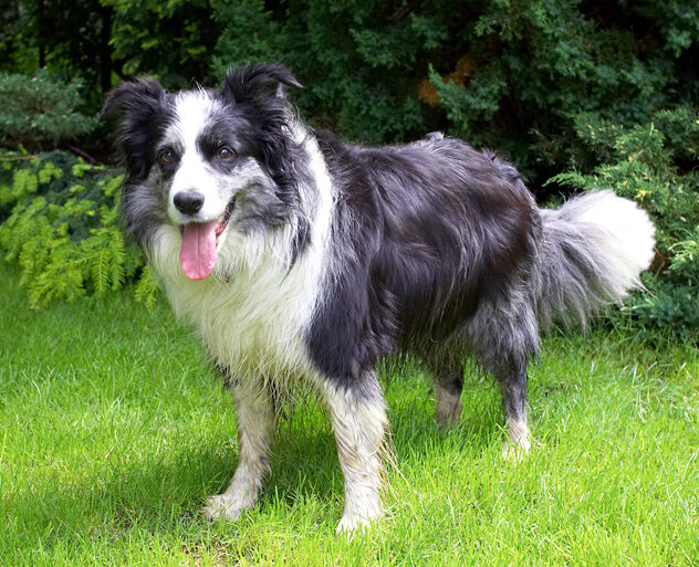Border Collie, Collies, Dog, Dogs, Polly, Tongue