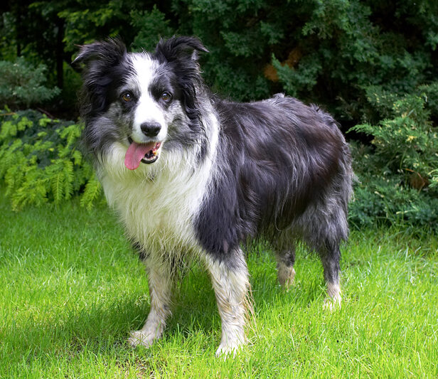 Border Collie, Collies, Dog, Dogs, Polly, Tongue