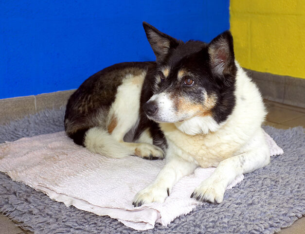 Border Collie, Collies, Dog, Dogs, Tessa