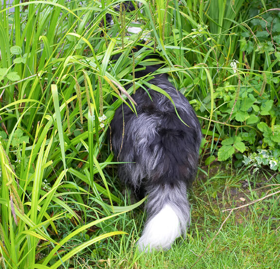 Border Collie, Collies, Dog, Dogs, Polly, Tail