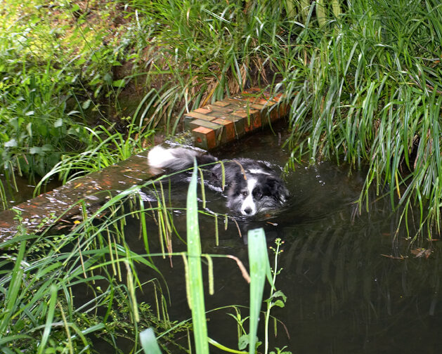 Border Collie, Collies, Dog, Dogs, Polly, Swimming